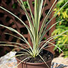 Cordyline Lime Passion Cordyline Lime Passion