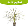 Cordyline Lime Passion