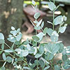 Eucalyptus Compact Silver Eucalyptus Compact Silver
