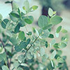 Eucalyptus Compact Silver Eucalyptus Compact Silver