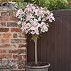 Premium Standard Oleander Blush Pink