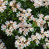 Premium Standard Oleander Blush Pink