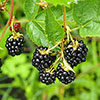 Thornless Blackberry
