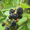 Thornless Blackberry