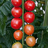 Tomato Rapunzel