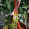 Tomato Rapunzel