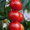 Tomato Rapunzel