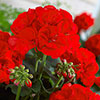 Upright Geranium Firecracker Upright Geranium Firecracker