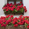 Upright Geranium Firecracker Upright Geranium Firecracker