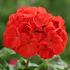 Upright Geranium Firecracker Upright Geranium Firecracker