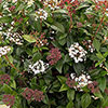Viburnum Eve Price Viburnum Eve Price