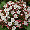 Viburnum Eve Price Viburnum Eve Price