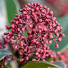 Viburnum Eve Price Viburnum Eve Price