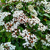 Viburnum Eve Price Viburnum Eve Price
