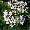 Viburnum Eve Price Viburnum Eve Price