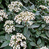 Viburnum Eve Price Viburnum Eve Price