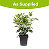 Viburnum Eve Price Viburnum Eve Price