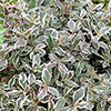 Weigela All Summer Monet Standard Weigela All Summer Monet Standard
