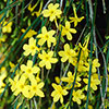 Winter Jasmine