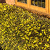 Winter Jasmine