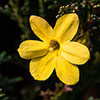 Winter Jasmine