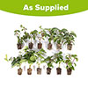 American Fuchsia Collection American Fuchsia Collection