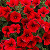 Petunia Surfinia Trailing Collection 
