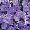 Petunia Surfinia Trailing Collection 