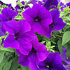 Petunia Surfinia Trailing Collection 
