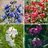 Penstemon Hardy Perennial Collection Penstemon Hardy Perennial Collection