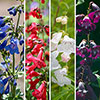 Penstemon Hardy Perennial Collection Penstemon Hardy Perennial Collection