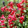 Penstemon Hardy Perennial Collection Penstemon Hardy Perennial Collection