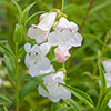 Penstemon Hardy Perennial Collection Penstemon Hardy Perennial Collection