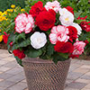 Begonia Majestic Romance Mixed 