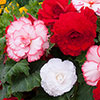 Begonia Majestic Romance Mixed 
