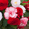 Begonia Majestic Romance Mixed 
