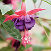 Hardy Fuchsias 