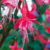 Hardy Fuchsias 
