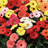 Gerbera Mega Revolution Mix Gerbera Mega Revolution Mix
