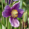 Meconopsis baileyi Hensol Violet 