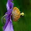 Meconopsis Hensol Violet Meconopsis Hensol Violet