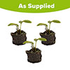 Meconopsis Hensol Violet Meconopsis Hensol Violet