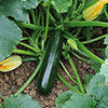 Courgette Midnight 