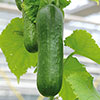 Cucumber Picolino 