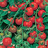 Tomato Gardeners Delight 