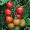 Tomato Gardeners Delight 