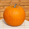 Pumpkin Atlantic Giant Pumpkin Atlantic Giant