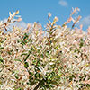 Salix Flamingo Bush Salix Flamingo Bush