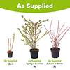 Salix Flamingo Willow Bush Salix Flamingo Willow Bush