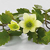 Evergreen Clematis Michiko